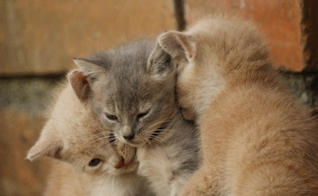 Home Vet Care - Kittens
